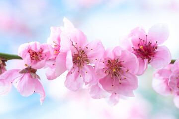 Fototapeta premium Close Up Of Delicate Pink Cherry Blossoms