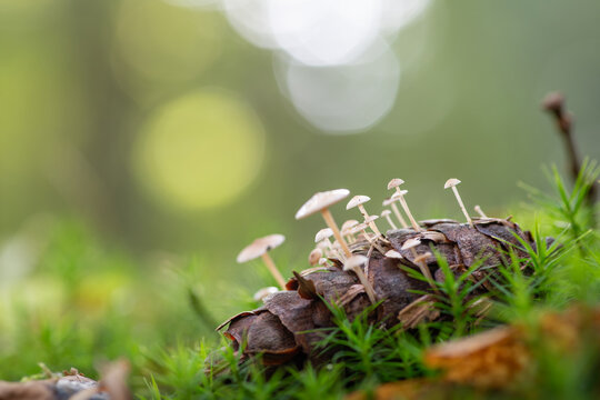 Tiny Strobilurus tenacellus Mushrooms Growing On A Pine Cone With Green Moss And Soft Bokeh Background