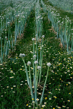 rang&eacute;es d'oignons en fleurs biodiversit&eacute; , culture maraich&egrave;re , sud de la France   , champ cultiv&eacute; , nature , oignons , c&eacute;vennes 