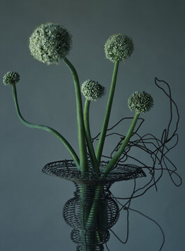 composition  , floral , fleurs blanches , oignons , graphisme , beaut&eacute; , simplicit&eacute; , fil de fer , vase , 