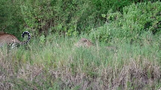 Two leopards interacting in tall lush green African savanna grass with tail raised