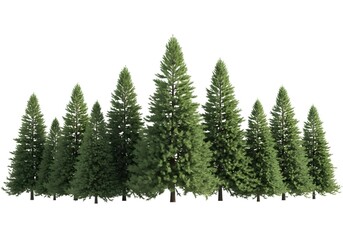 Fototapeta premium Group of tall evergreen pine trees isolated on white background. Winter forest and natural woodland concept. Coniferous plants standing together with green needles.