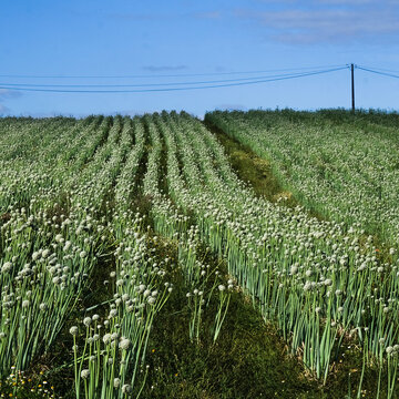 culture agricole , raisonn&eacute;e , align&eacute;e , oignons rouges , fleurs blanches , perspectives , industrie alimentaire , nature  ,campagne , champ ,
