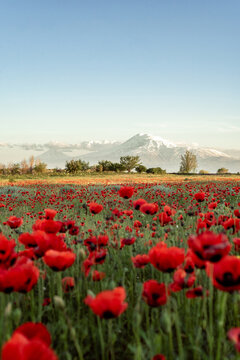 Poppy field against the background of mountains. Mount Ararat.