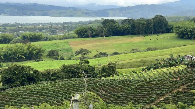 panning shot of a plantation and green pastures overlooking a tropical lake and mountains in Calima Colombia