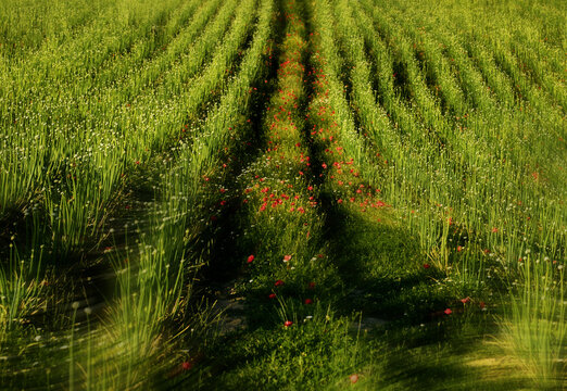 paysage v&eacute;g&eacute;tal , culture de l'oignon rouge dans le sud de la france , biodiversit&eacute; , agriculture raisonn&eacute;e ,travail de la terre , cycle des saisons 