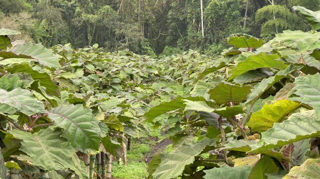 tilt down shot of rows of lulo bushes with large green leaves on a tropical farm