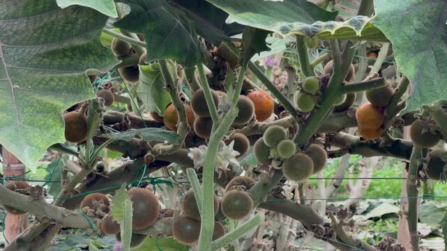 close up view of ripe and unripe lulo fruits growing on branches under large green leaves