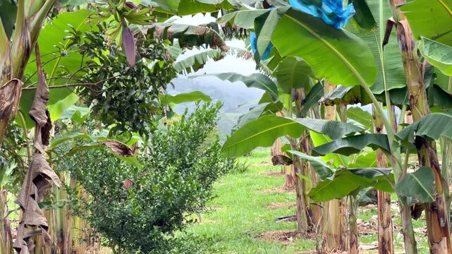 tilt down shot of rows of banana trees and a small citrus bush on a tropical farm