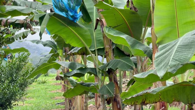 tilt down shot of a row of banana trees with blue plastic bags protecting the fruit on a tropical farm