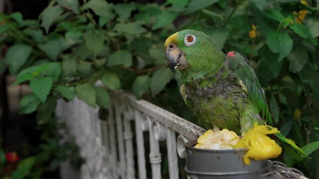 yellow-crowned amazon parrot eating corn on fence in tropical garden