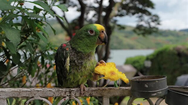 yellow-crowned amazon parrot eating pineapple on fence overlooking tropical lake