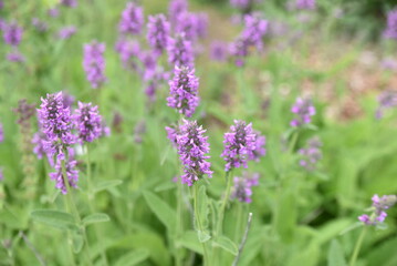 Obraz premium Betonica officinalis au printemps