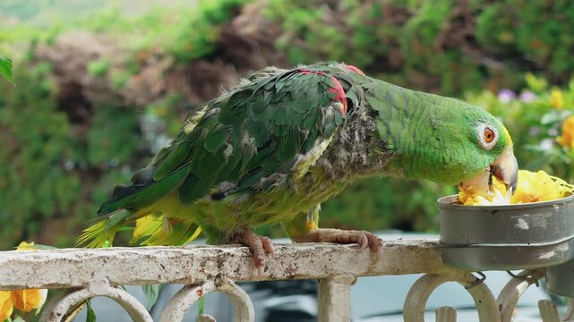 green amazon parrot eating corn on a fence