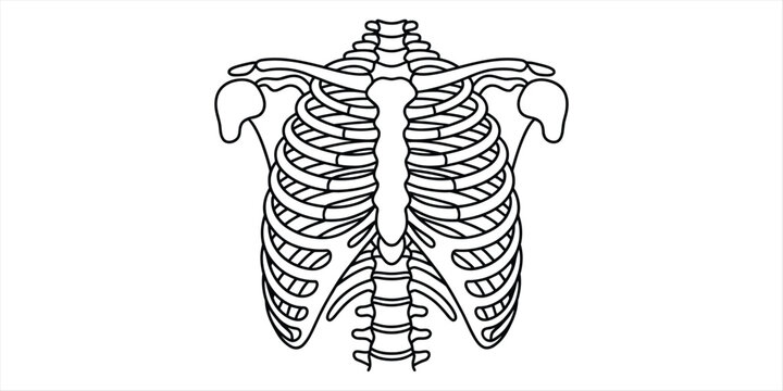 Black and white line art illustration of human rib cage and chest bones