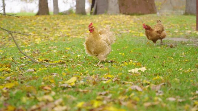 Two chickens walking on a grassy lawn covered with fallen autumn leaves