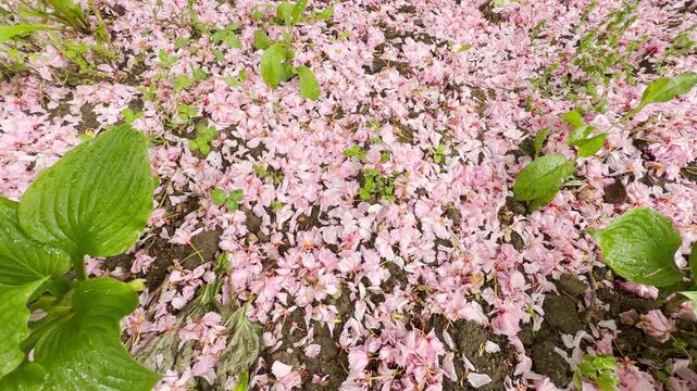 Fallen pink petals coat a beautifully patterned cobblestone sidewalk next to a lush lawn. The charming spring display evokes feelings of romantic nostalgia, joy, and refreshing peacefulness.