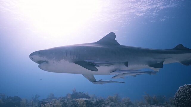 Large tiger shark swimming over coral reef in the Bahamas with remora fish