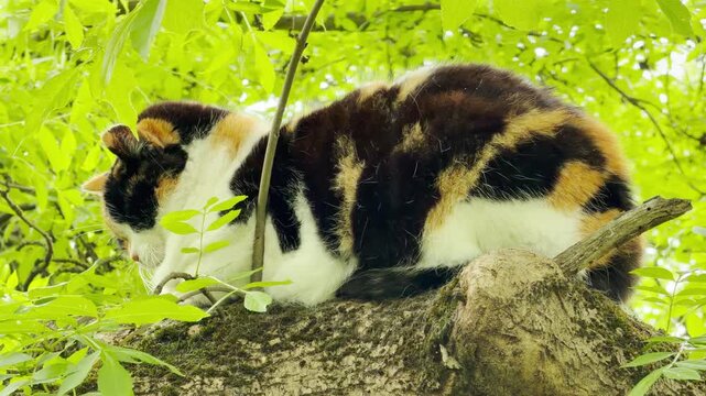 A calm calico cat curls up for a peaceful nap high upon a mossy tree limb. Surrounded by bright, vibrant foliage, the cat feels safe and relaxed while enjoying the gentle warmth of the outdoors.