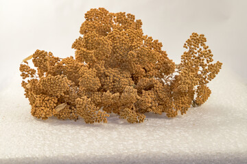 Close-up photograph of dried yarrow flowers (Achillea millefolium) arranged on a white background. Natural medicinal herb with delicate dried flower clusters and stems, commonly used in herbal medicin © yusuf
