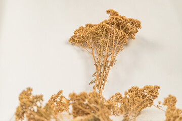 Close-up photograph of dried yarrow flowers (Achillea millefolium) arranged on a white background. Natural medicinal herb with delicate dried flower clusters and stems, commonly used in herbal medicin © yusuf