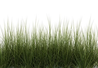 Obraz premium Thick patch of vibrant green wild grass. Prairie landscape and natural textures. Dense grassy foliage standing upright against a blank white canvas