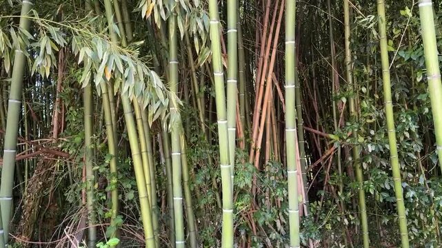 Foresta di bamb&ugrave;