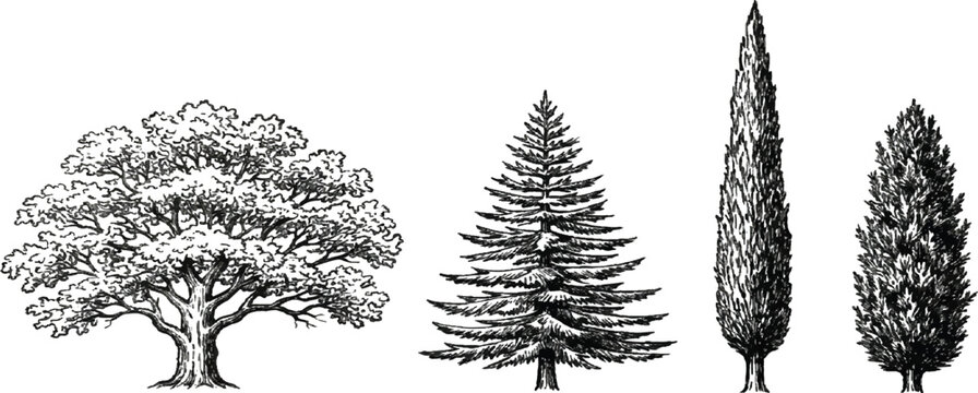 Four different trees in black and white