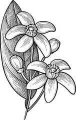 Obraz premium Neroli ink sketch. Bitter orange branch with flowers, buds and leaf. Isolated hand-drawn vintage engraving illustration.