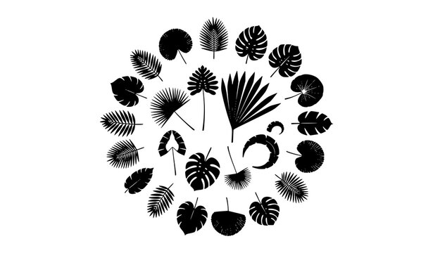 Tropical Plant Leaf Silhouette Collection with Palm Fronds Vector