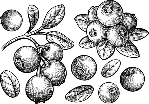 Lingonberry. Collection of isolated ink sketches of cowberry. Mountain cranberry. Hand-drawn vintage engraving illustration.
