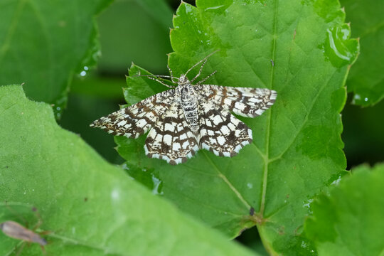 Closeup on a European striking black and white geometer moth,  the latticed heath Chiasmia clathrata