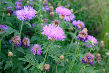 Fototapeta premium Pink cornflower blossoms blooming in wild meadow field, beautiful perennial knapweed flowers closeup view