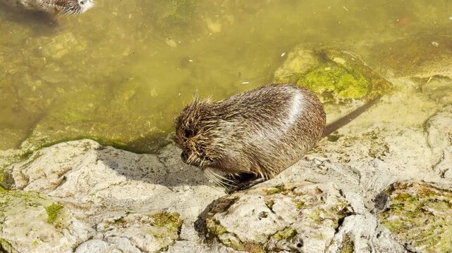 A wet nutria sits on a mossy rock and rubs its fur with its paws to clean itself. This grooming creates a soft, rhythmic scrubbing sound. The steady, ambient hum of zoo visitors fills the background.