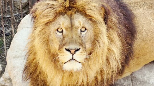 A magnificent male lion locks his golden eyes directly onto the viewer. His heavy mane rustles softly as he shifts, creating a low friction sound against the background hum of the zoo.