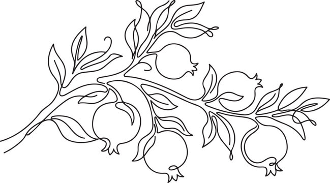 Pomegranate branch with fruits and leaves, continuous line drawing minimalist botanical illustration of a fruit tree branch