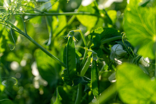 Vibrant Green Pea Plants Thriving in Morning Sunlight Amidst a Lush Garden Full of Life and Growth
