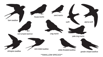 Fototapeta premium Swallow bird species set, collection of various swallows silhouettes, different types of flying birds.