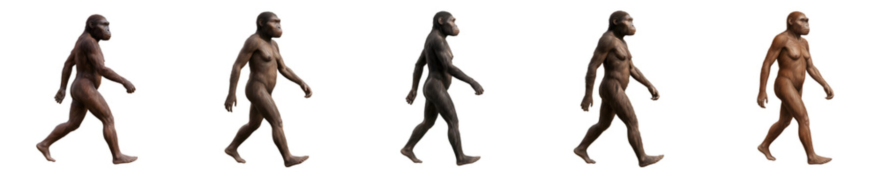 set of Human Evolution Stages: Scientific Illustration Showing the Progressive Development of Early Hominids, Ancient Ancestors, and the Rise of Modern Humans Isolated on White