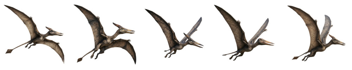 Pterodactyl Flying Dinosaur 3D Models: Realistic Prehistoric Pterosaur Figures in Flight for Paleontology Education, Museums, and Digital Animation. © Dynamic Shoots