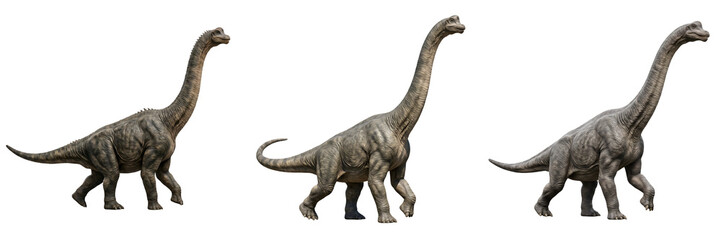 Explore a detailed trio of realistic Brachiosaurus dinosaurs in walking poses, showcasing their iconic long necks and massive build, isolated on a clean white background. © Dynamic Shoots
