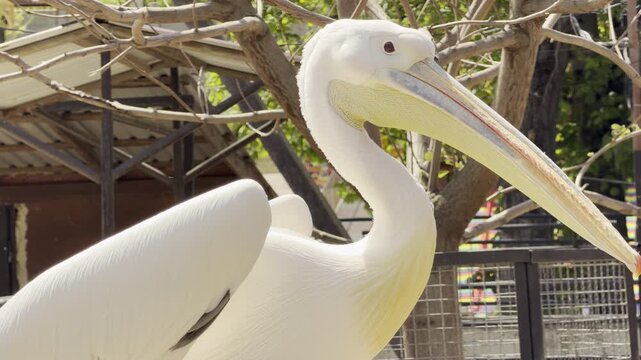 A white pelican stands still near a wire fence. The quiet scene is filled with the low hum of distant zoo crowds and the soft rustling of leaves in the background.