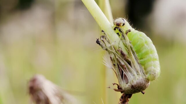 Green Cabbage Looper Caterpillar Resting on Dandelion in Wind Macro Video