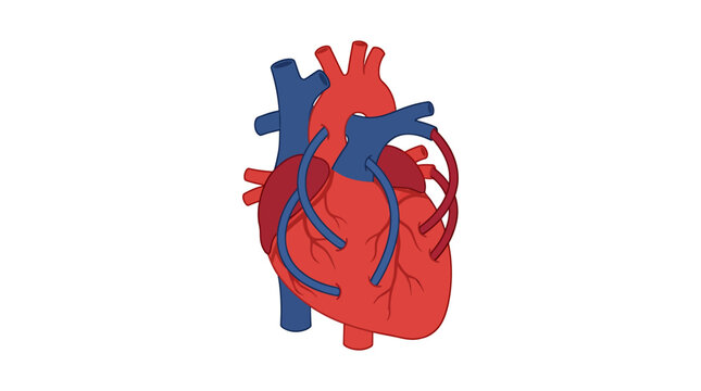 Anatomical Heart with Surgical Bypass Grafts