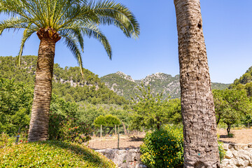 Fototapeta premium Mallorca the street and the counbtry in Baleares