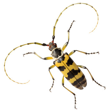 Harlequin Beetle (Acrocinus longimanus) Colorful Longhorn Rainforest Beetle Isolated on Transparent Background PNG (1)