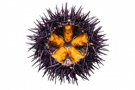 Fresh Purple Sea Urchin Opened to Reveal Vibrant Orange Uni Roe