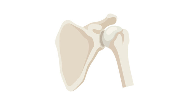 Ball and Socket Shoulder Joint Anatomy