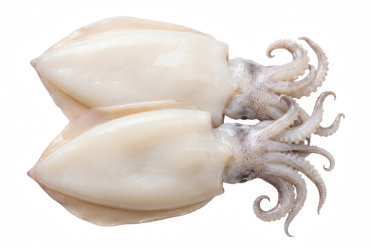 Two fresh raw whole squids on dark surface