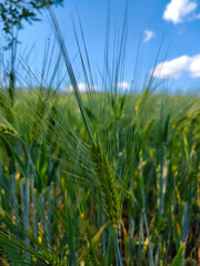 Obraz premium Close-up of vibrant green wheat ears in a sunlit field against a clear blue sky with fluffy white clouds. Perfect for agriculture, nature, or food industry themes.